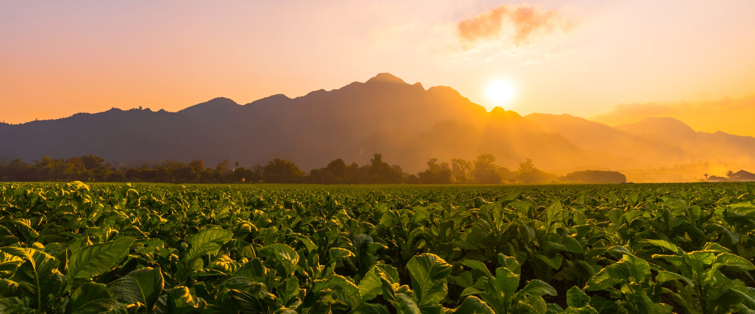 Tobacco field